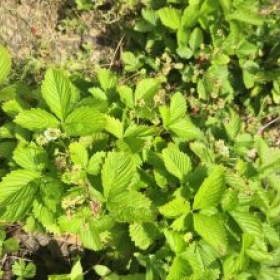 Erdbeeren 2026-06-16 12.30.